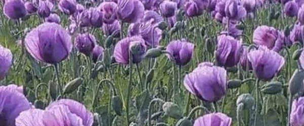 challenge background