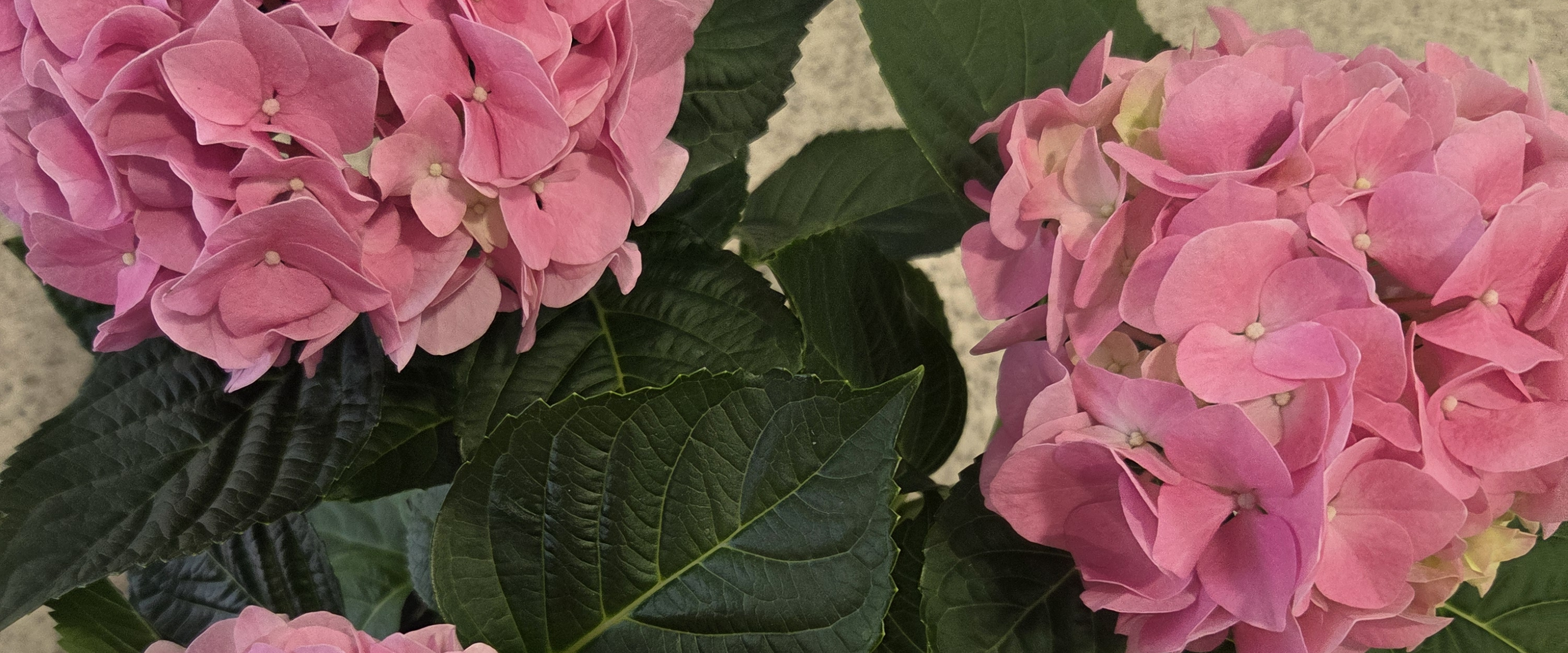 challenge background