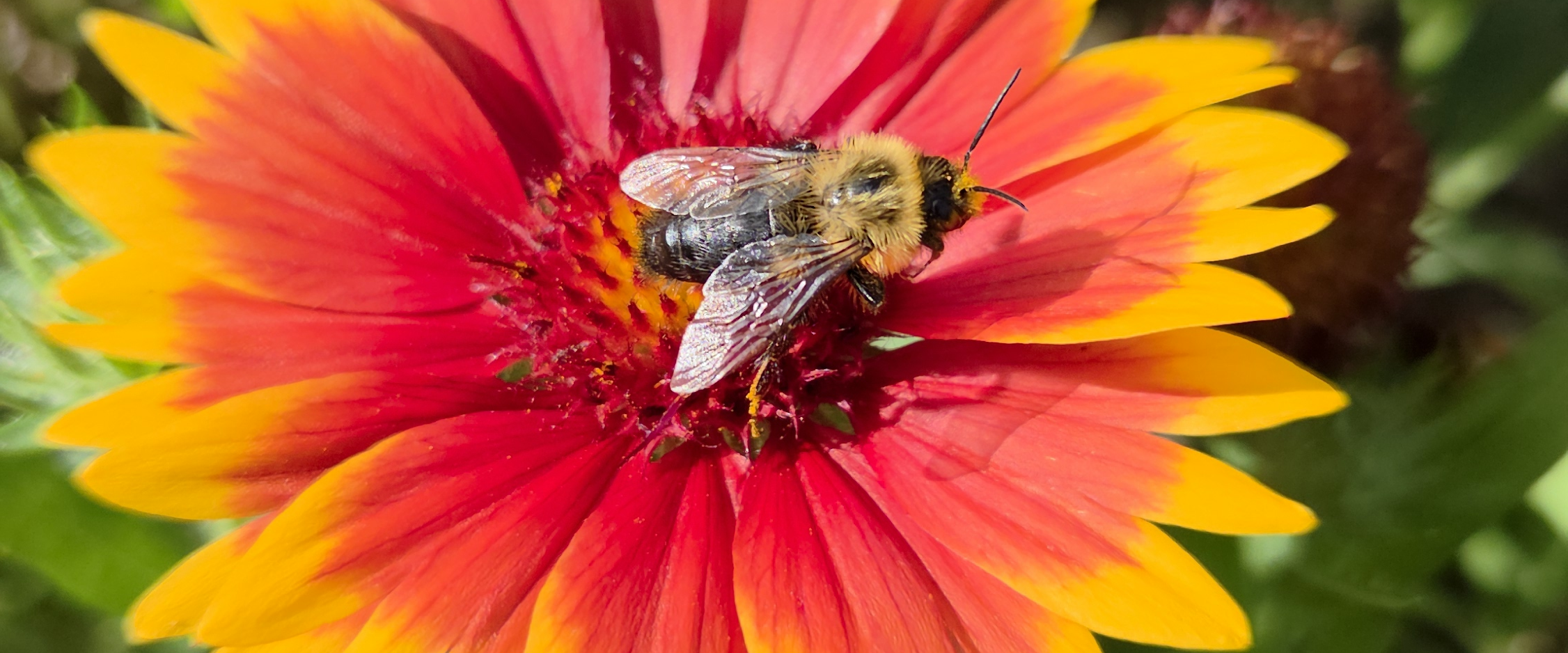 challenge background