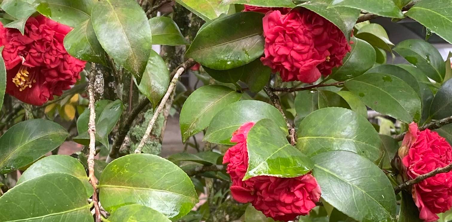 challenge background