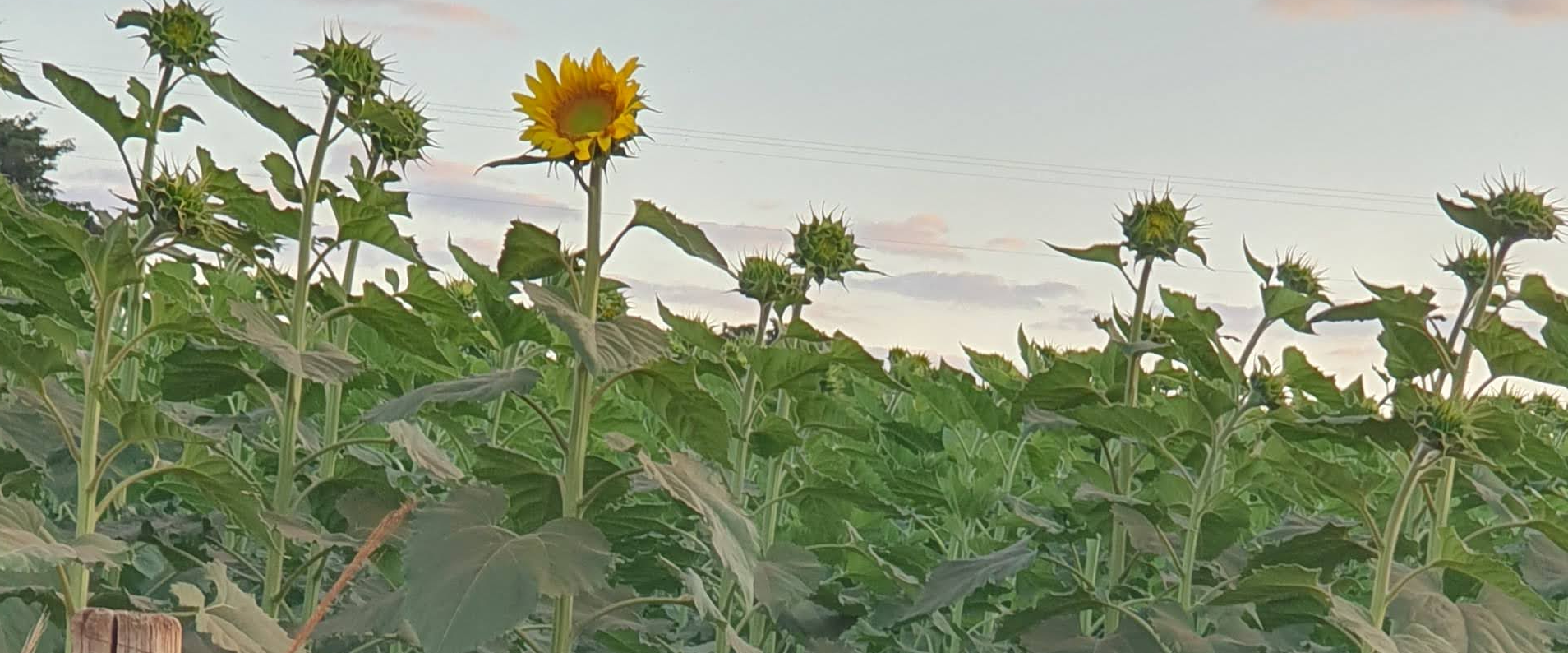 challenge background