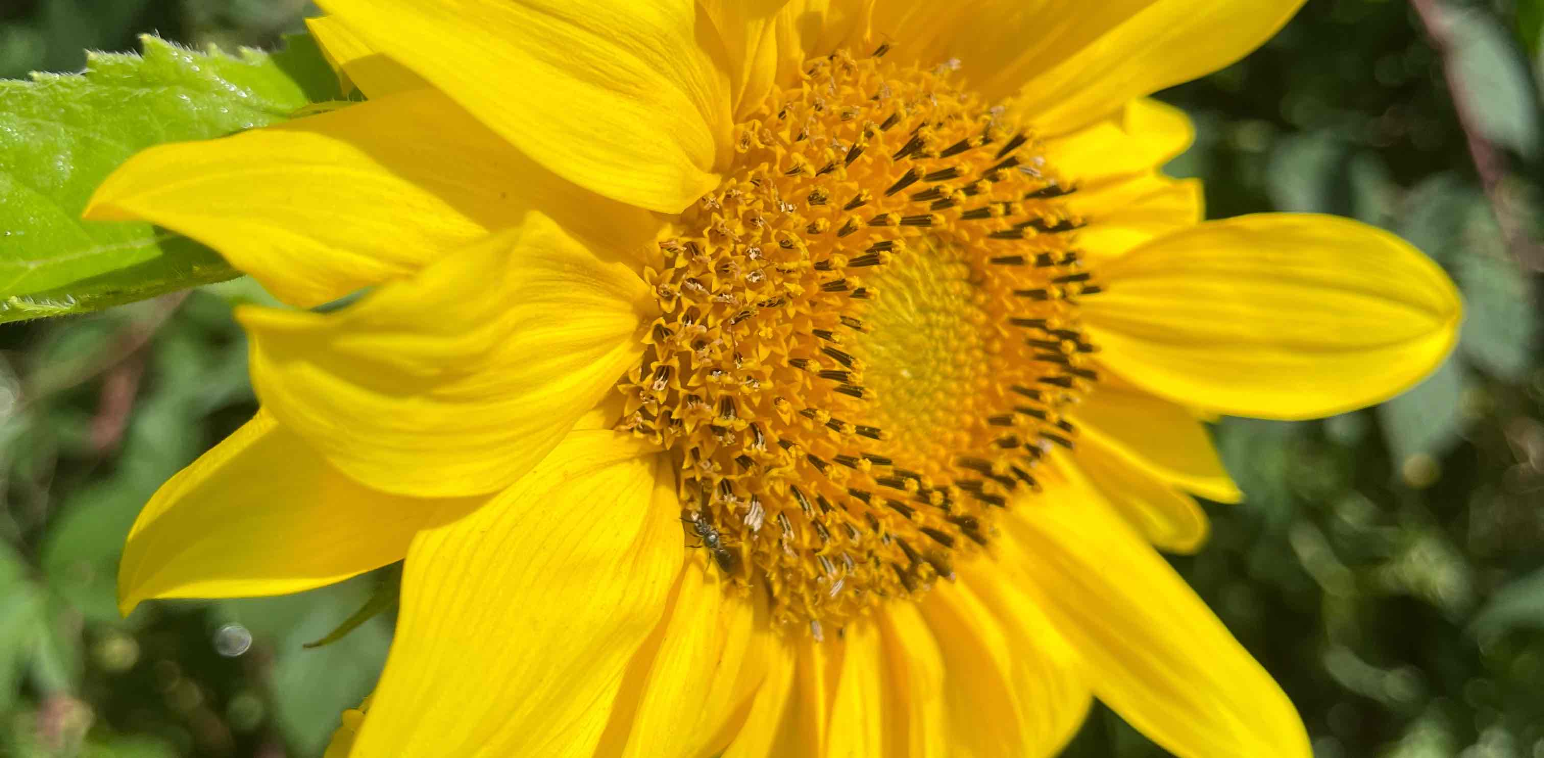 challenge background