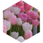 🌷REACH 60,000 STEPS🌷 icon