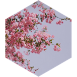 🌸6000 Schritte-Herausforderung🌸 icon