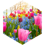 🌸Tägliche 8000 Schritte-Herausforderung🌸 icon
