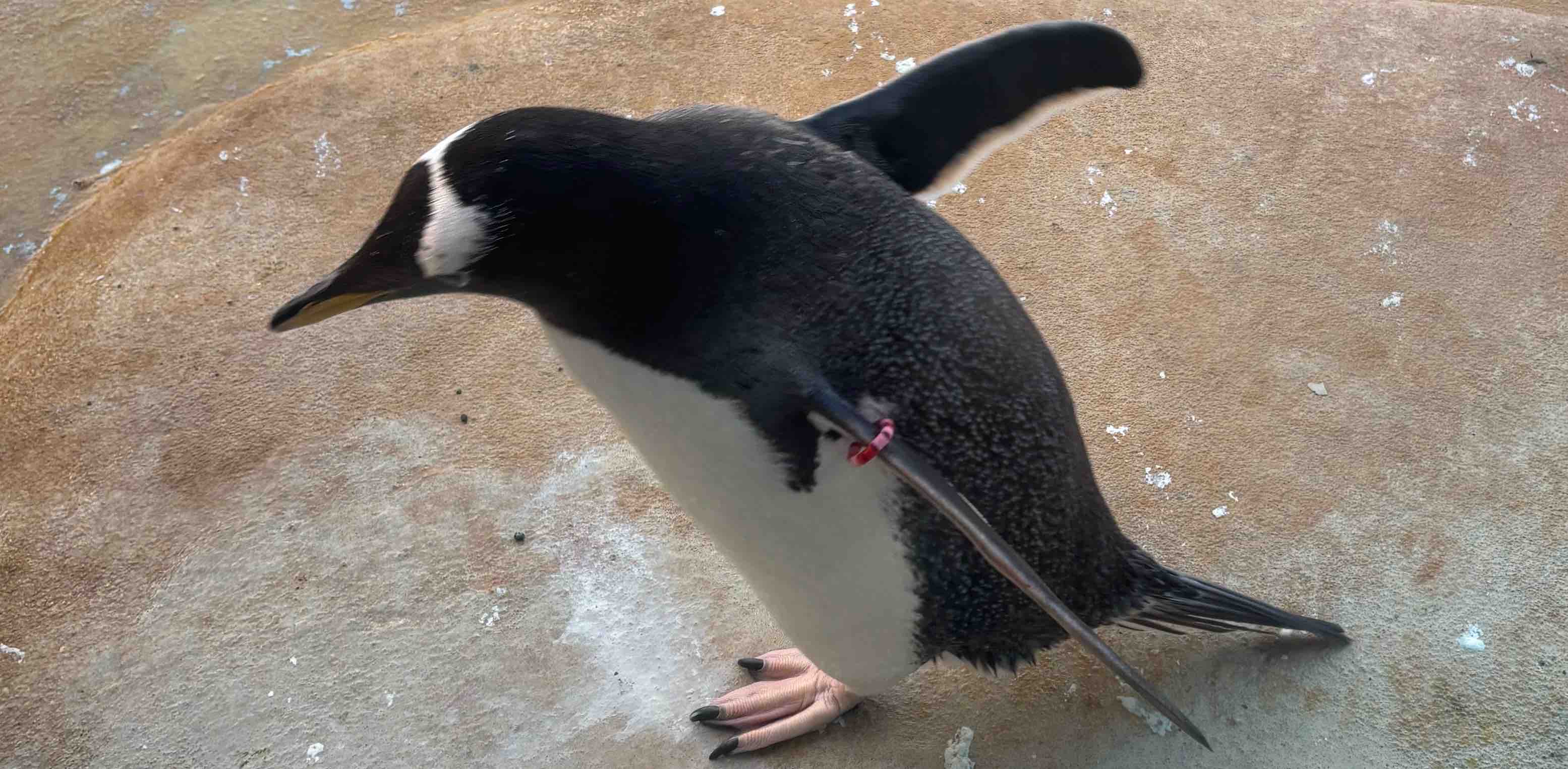 challenge background