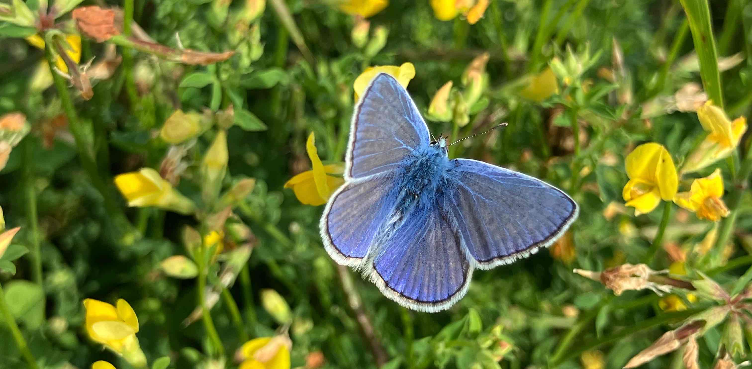 challenge background