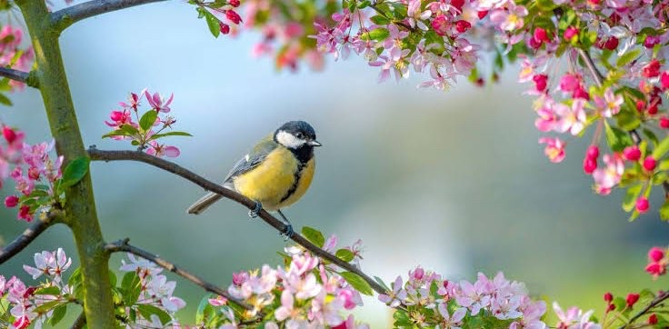 🌾🪷 Et si c’était le Printemps 🪻🌷 logo