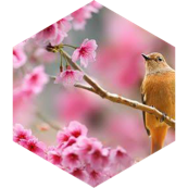 ๐ธ๐ฑ Enfin le Printemps ๐ธ 6000๐ชท icon