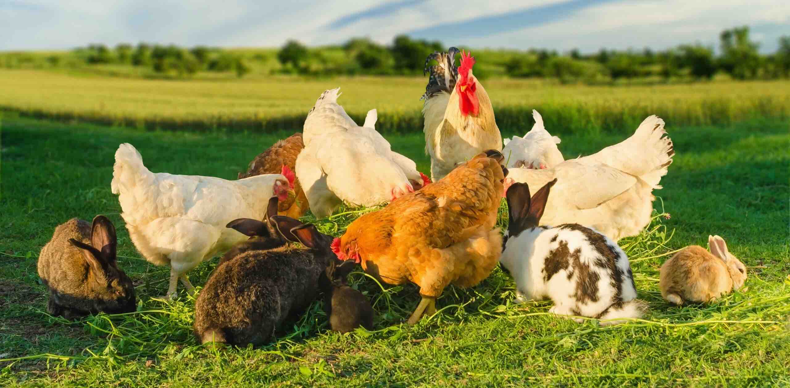 🐓 La Basse Cour 🐔 6000 🐣 logo