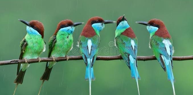 ๐ฆ Les plus beaux ๐ฆโ๐ฅ logo