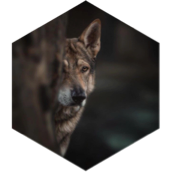 challenge badge
