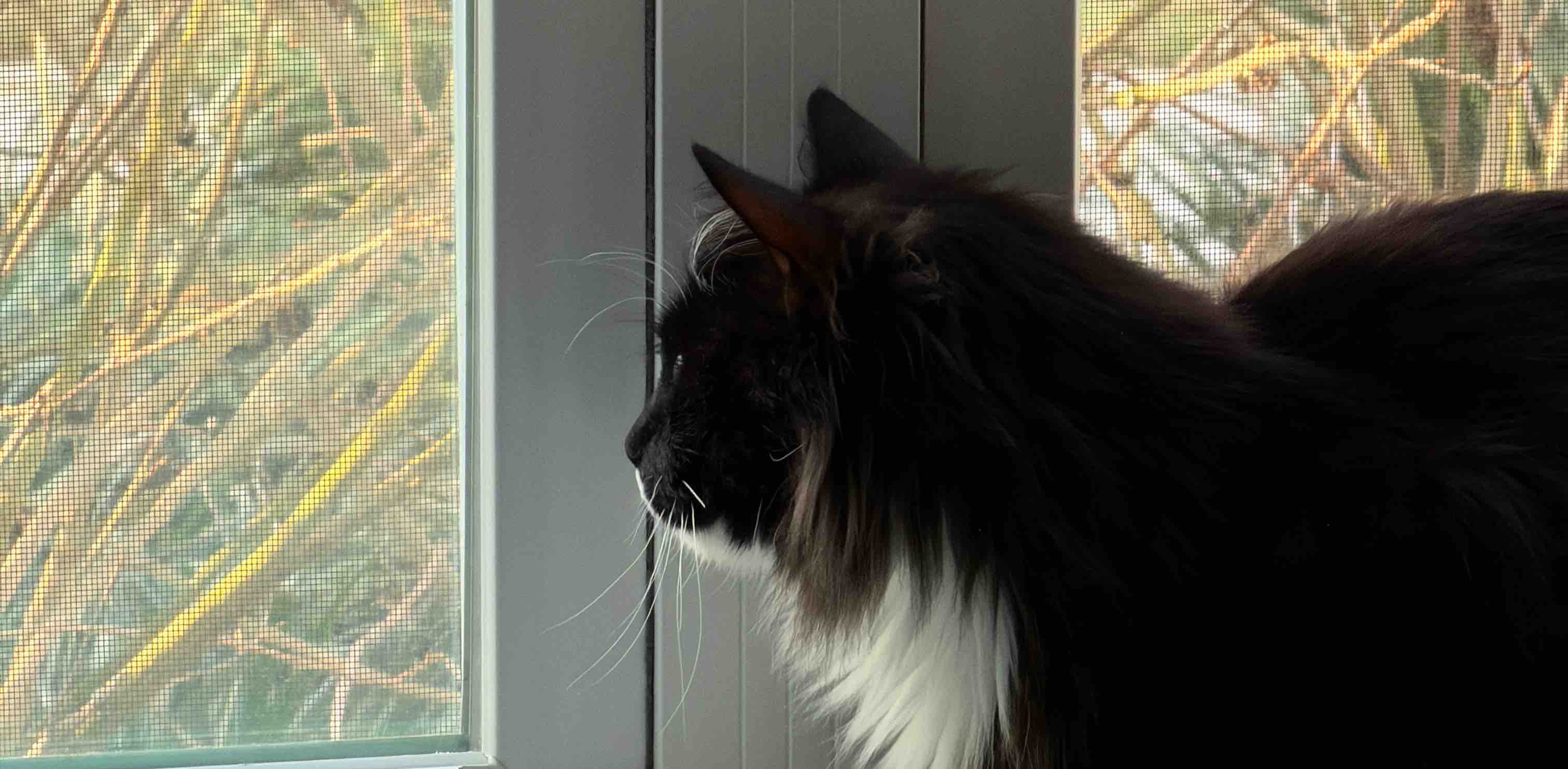 challenge background