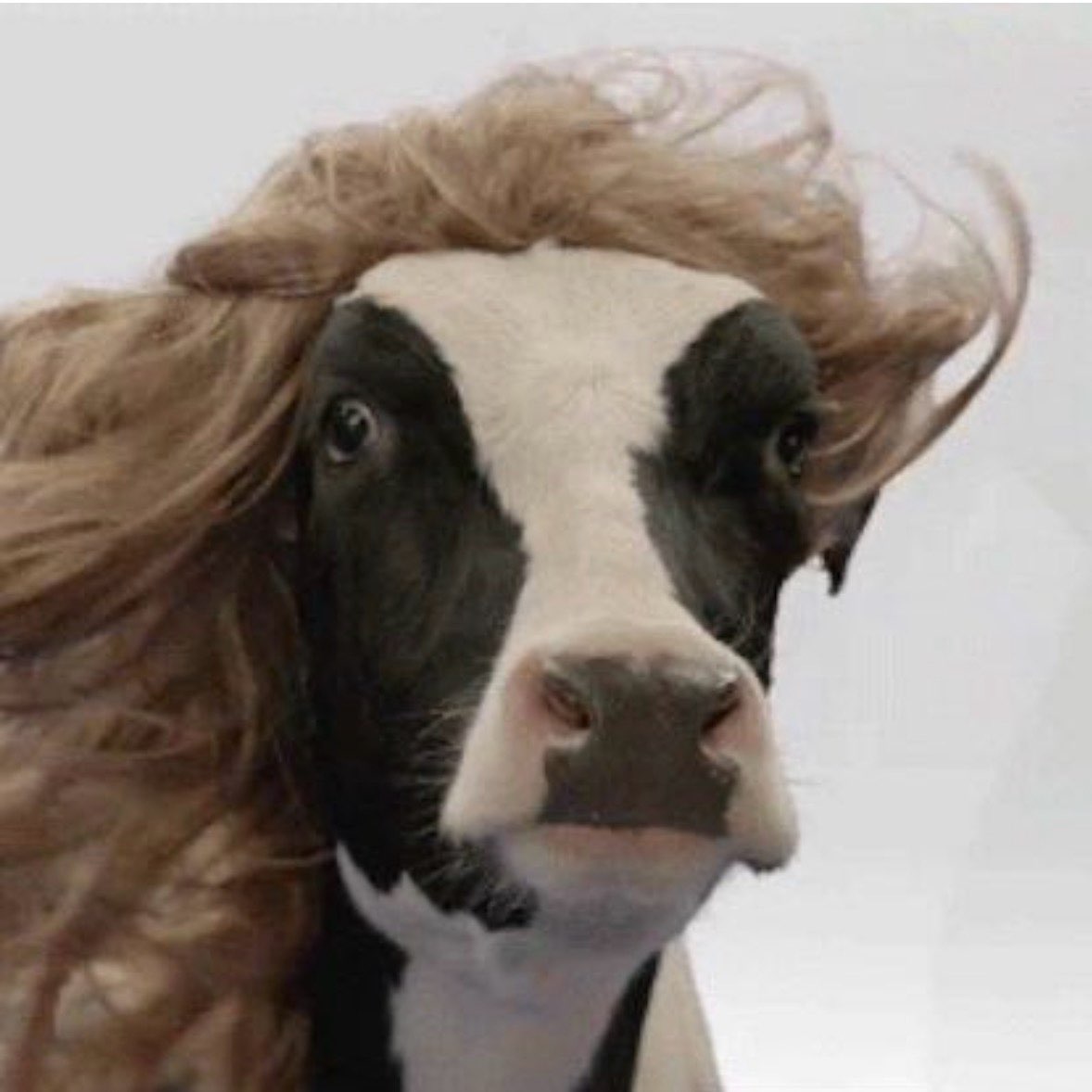 Augusta pļāpiņas logo