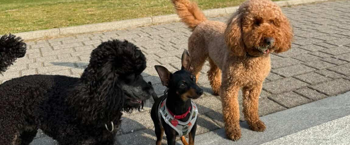 challenge background