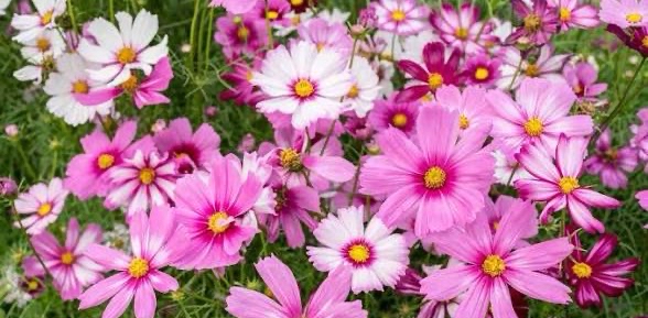 challenge background