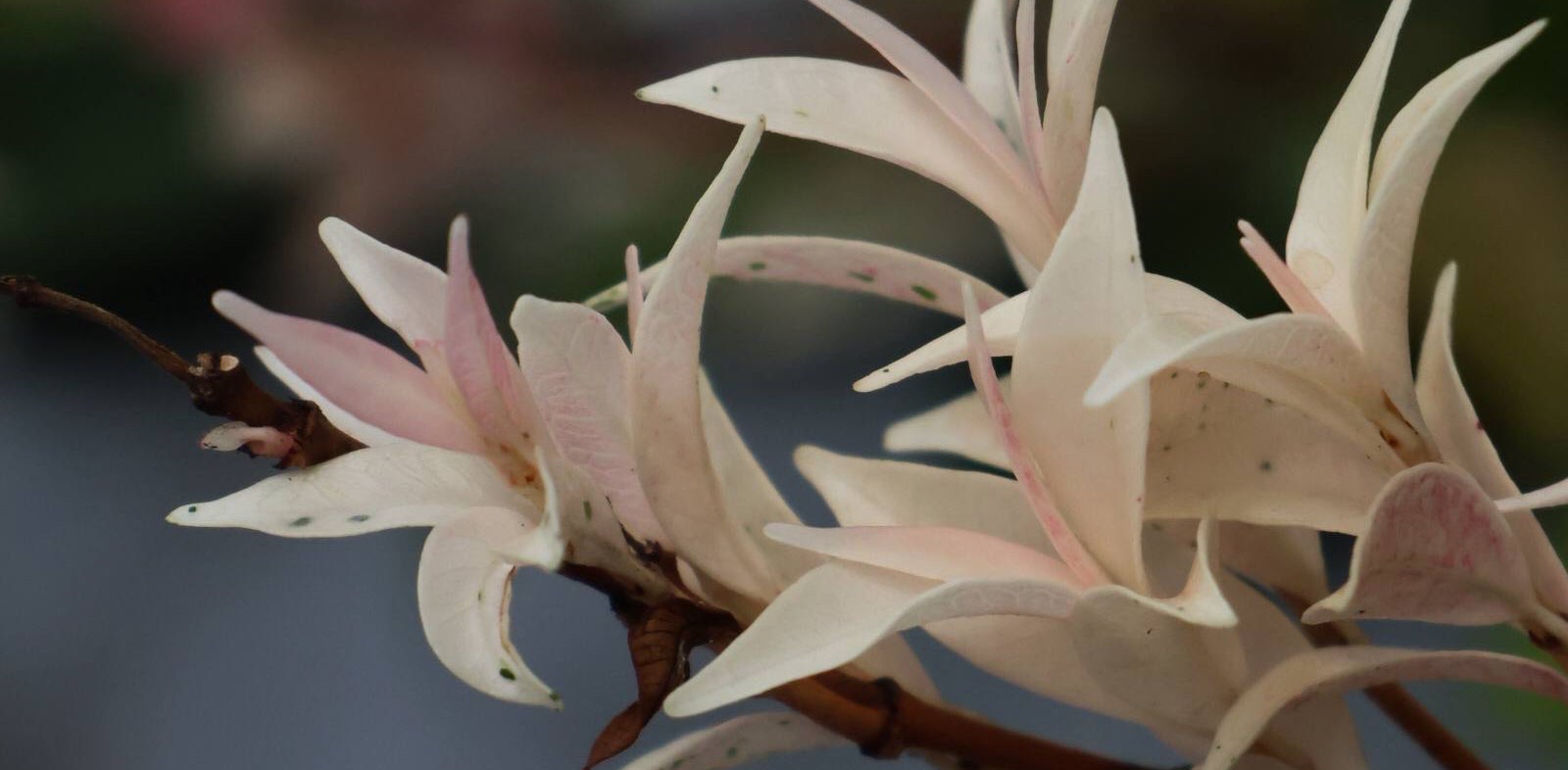 challenge background