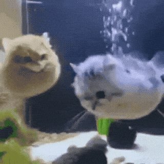 Спортики рниму logo