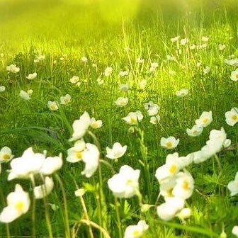 Spring Accountability logo