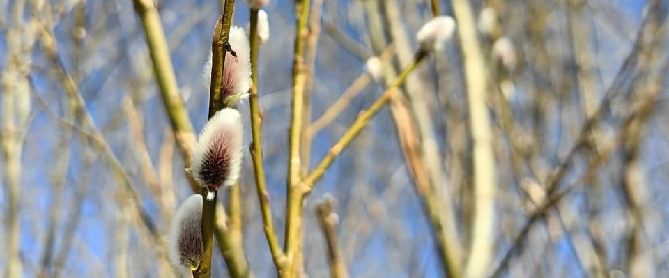 challenge background