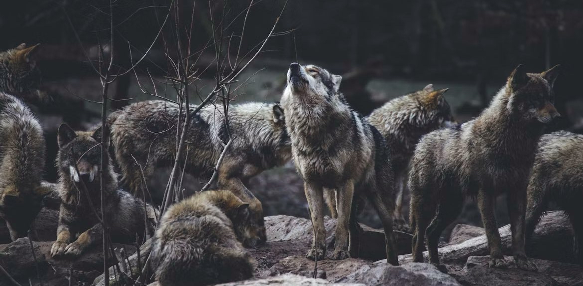 challenge background