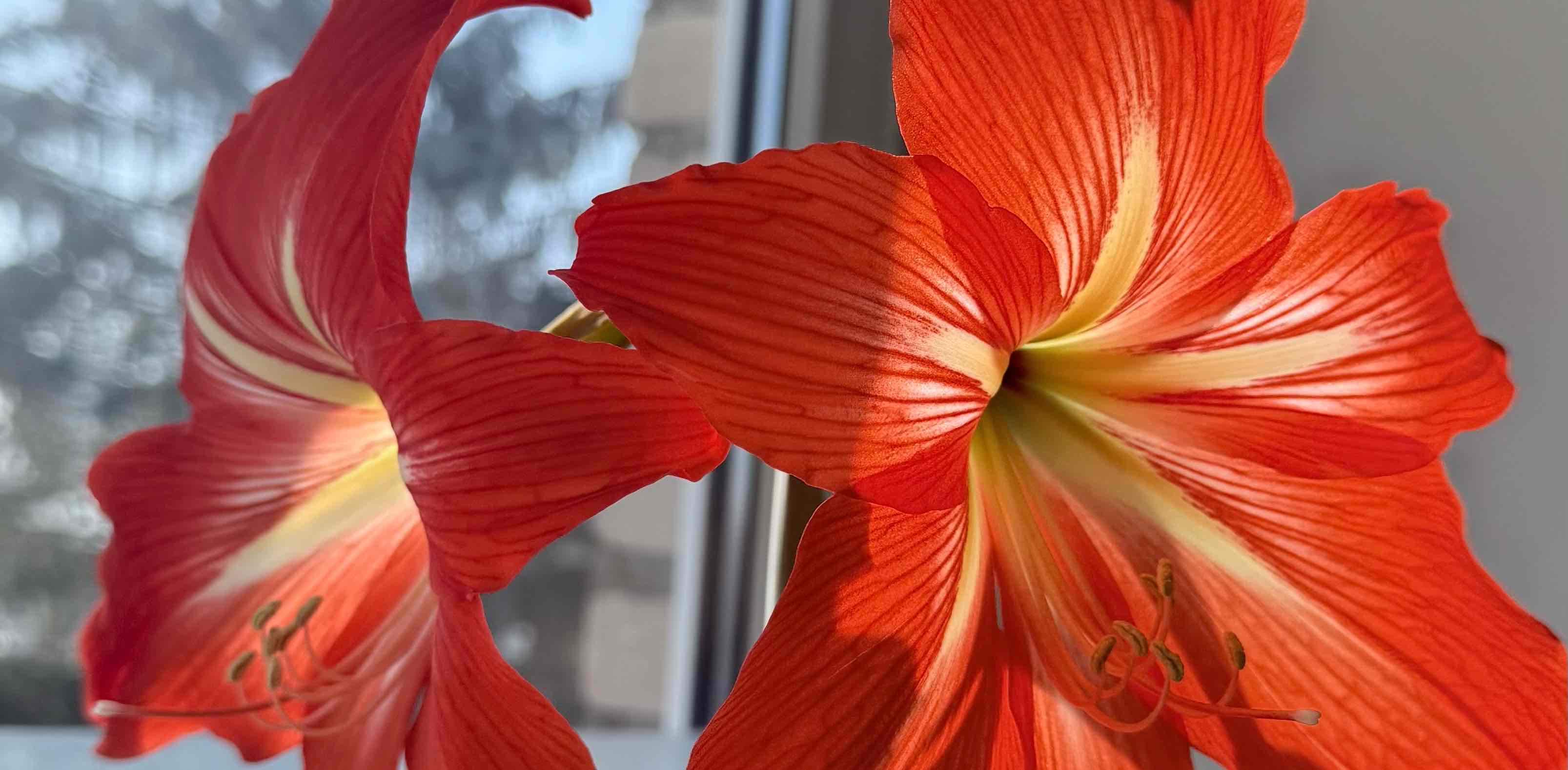 challenge background