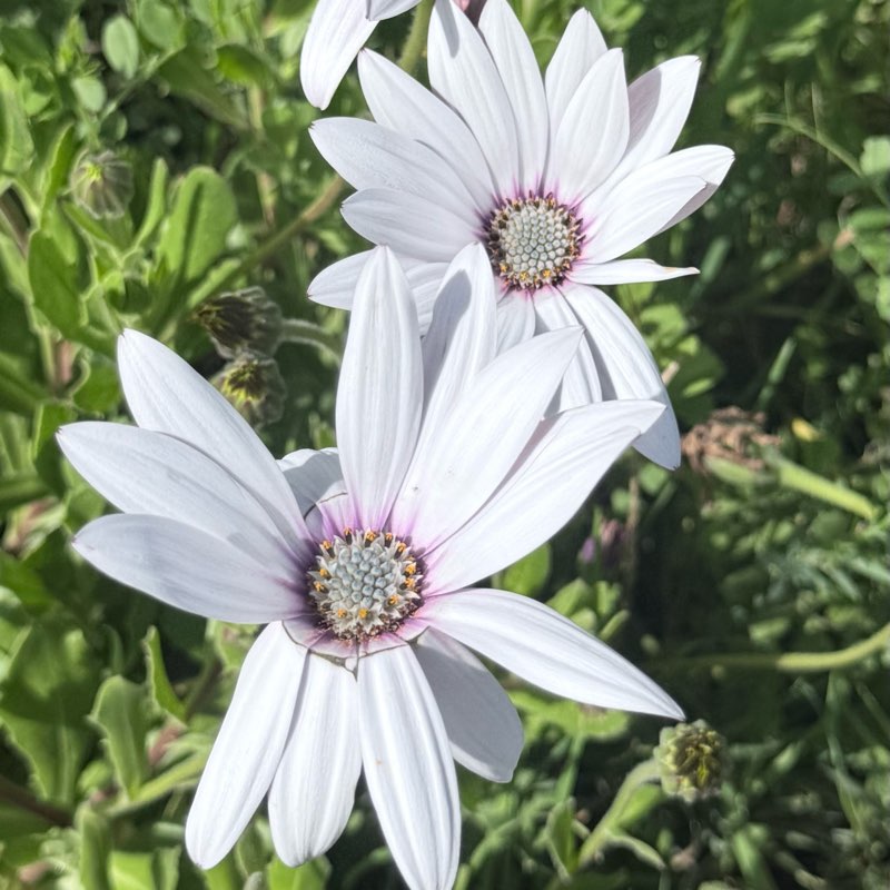 Marchons ensemble logo