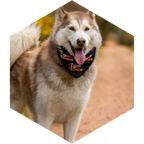 challenge badge