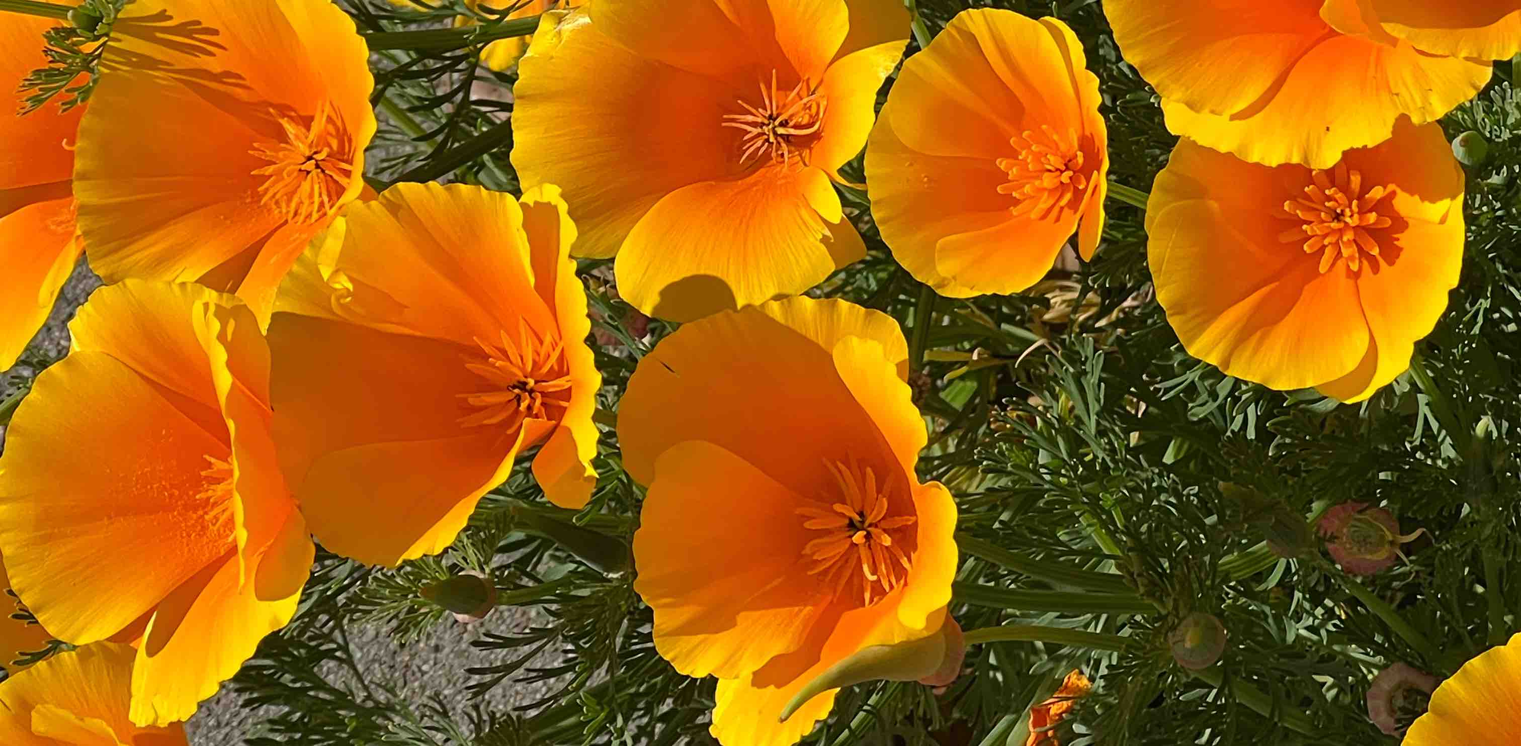 challenge background