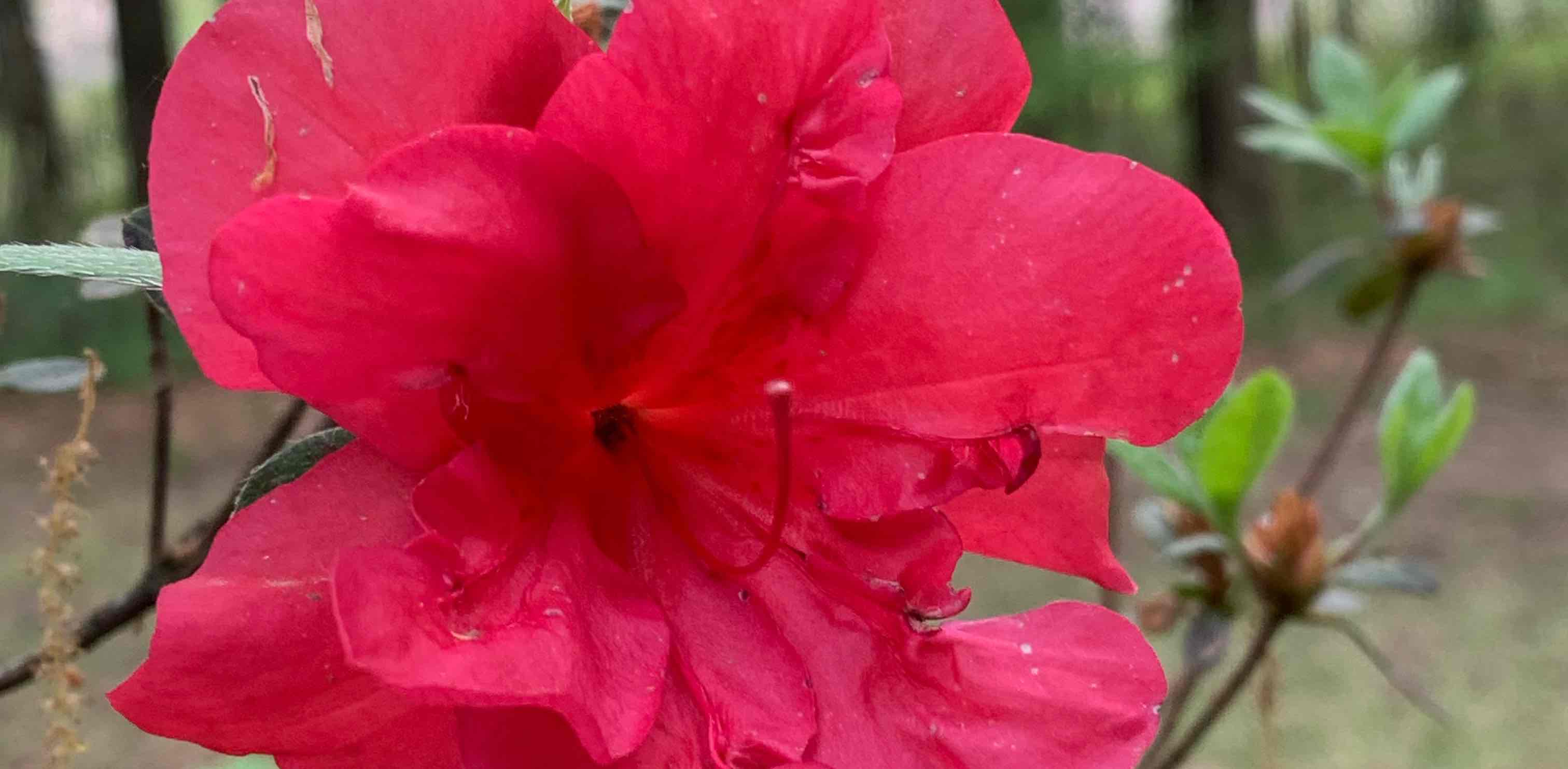 challenge background