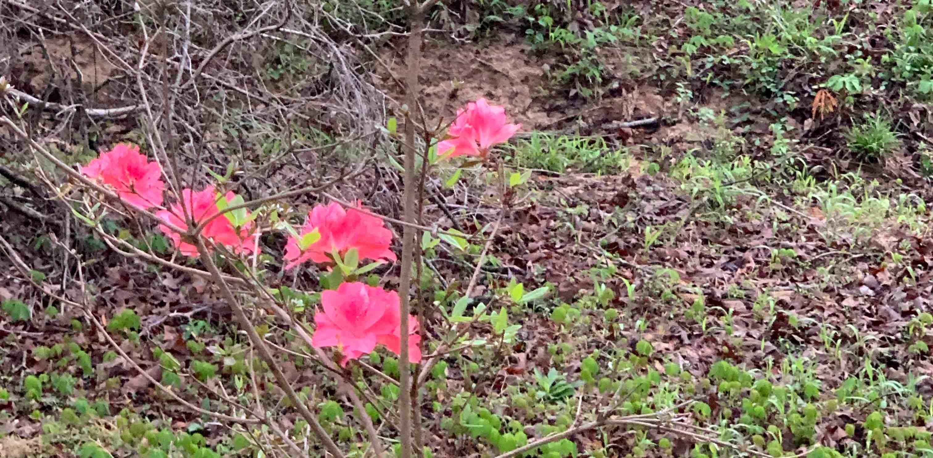 challenge background