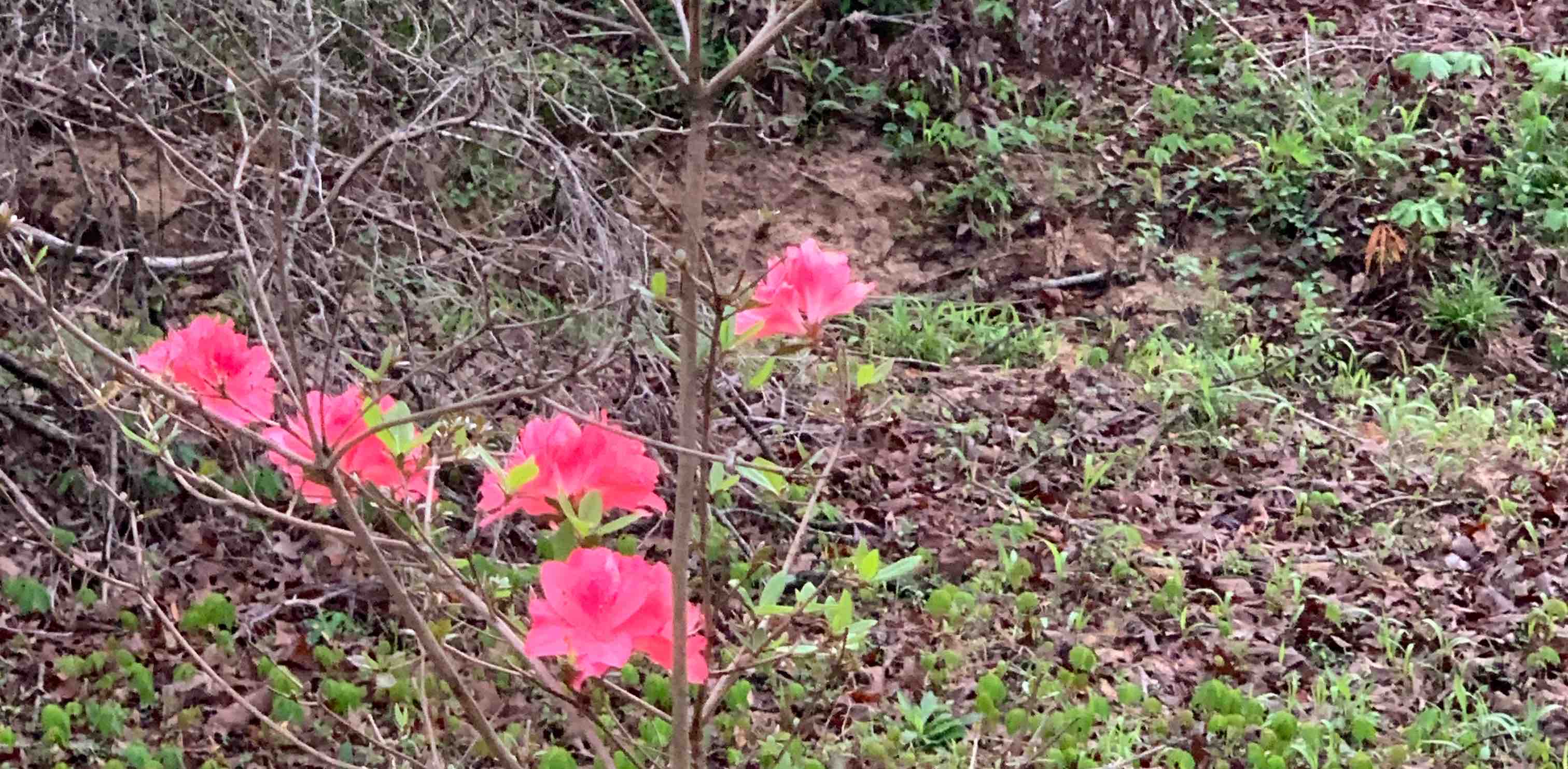 challenge background