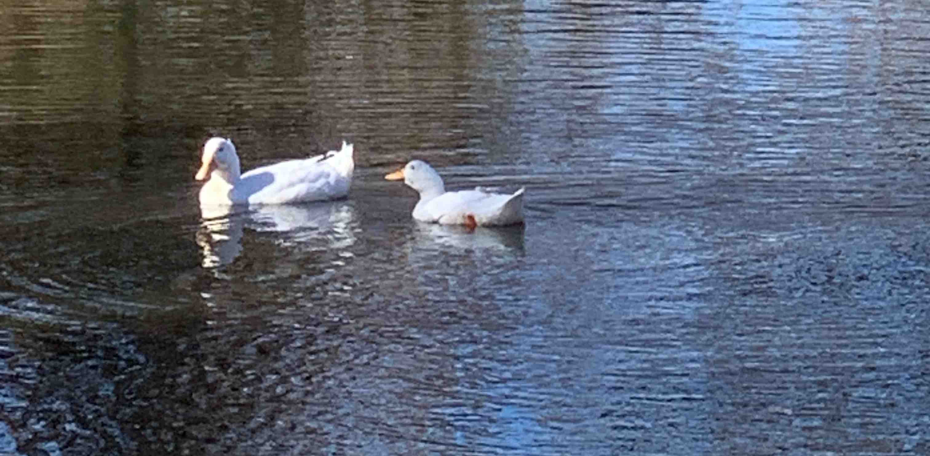 challenge background