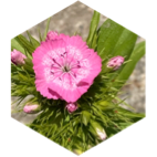 challenge badge