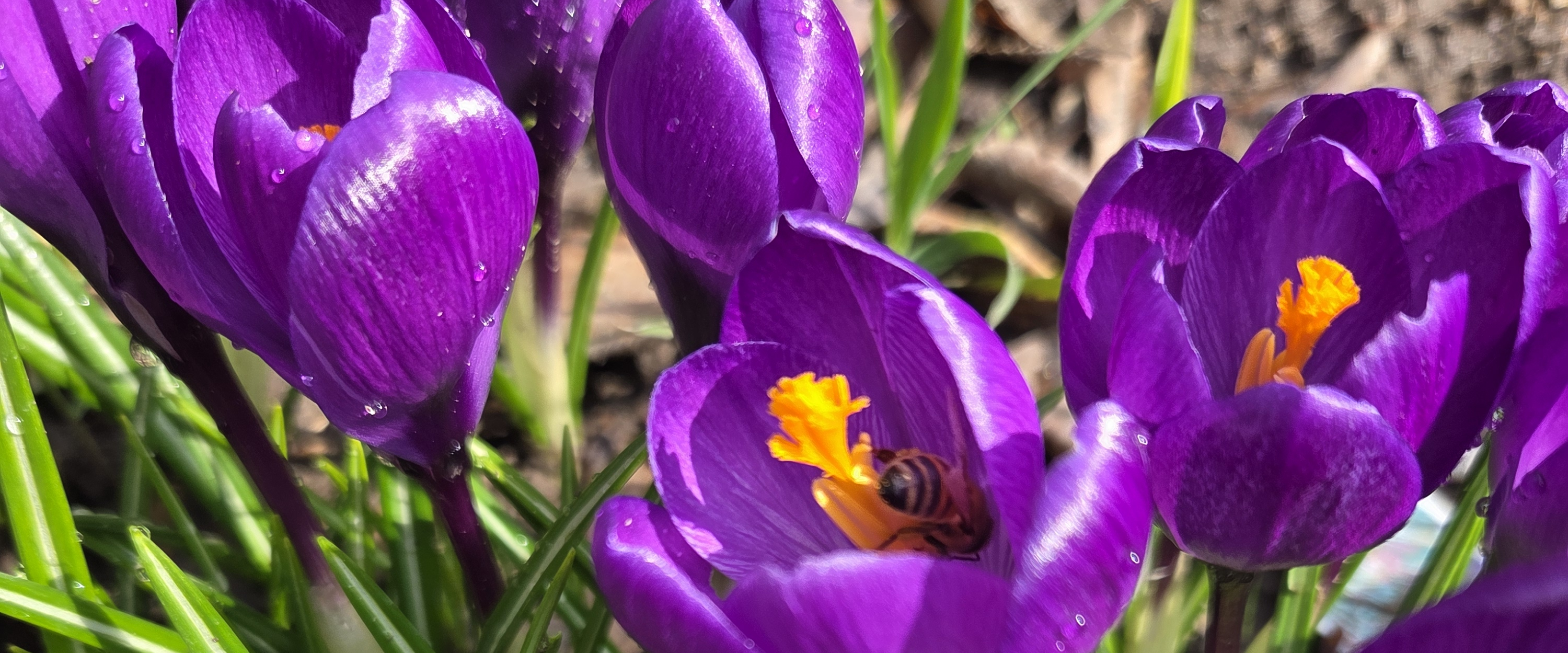 challenge background