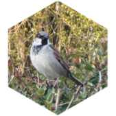 challenge badge