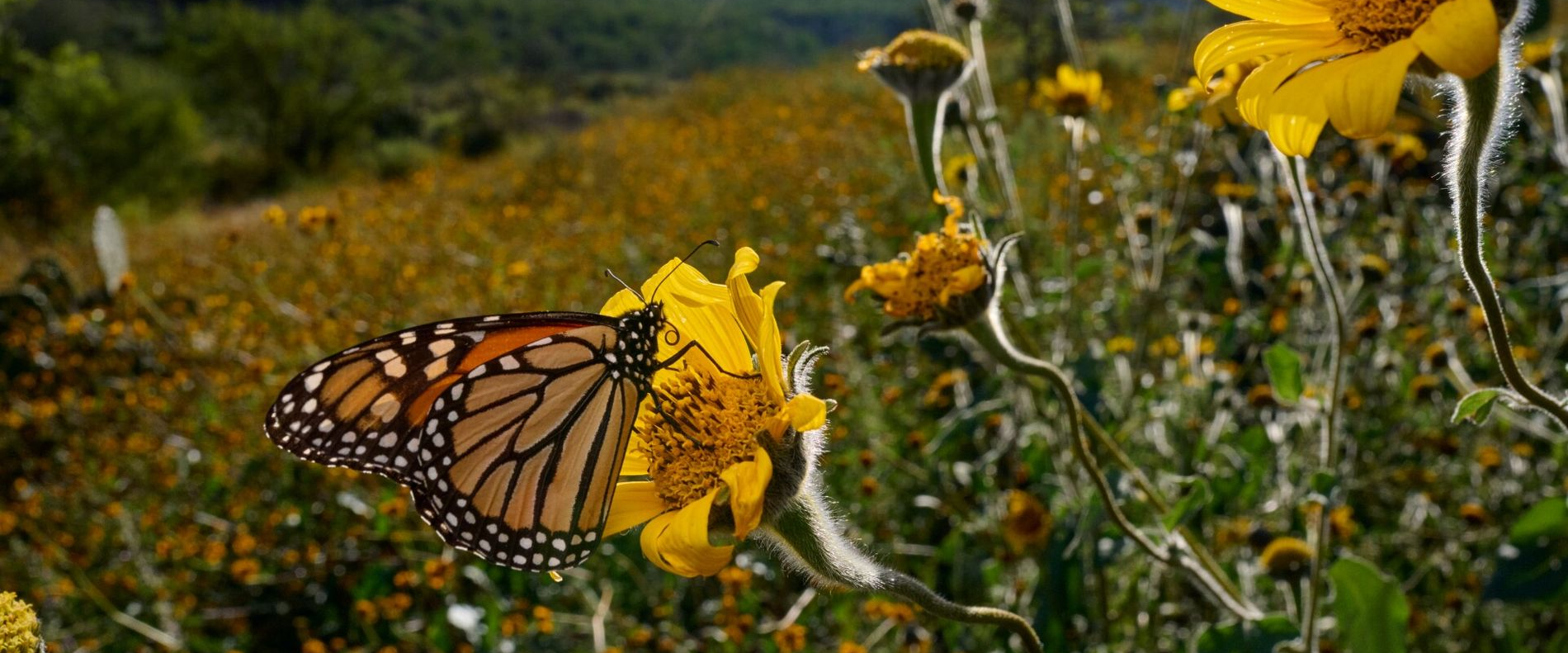 challenge background