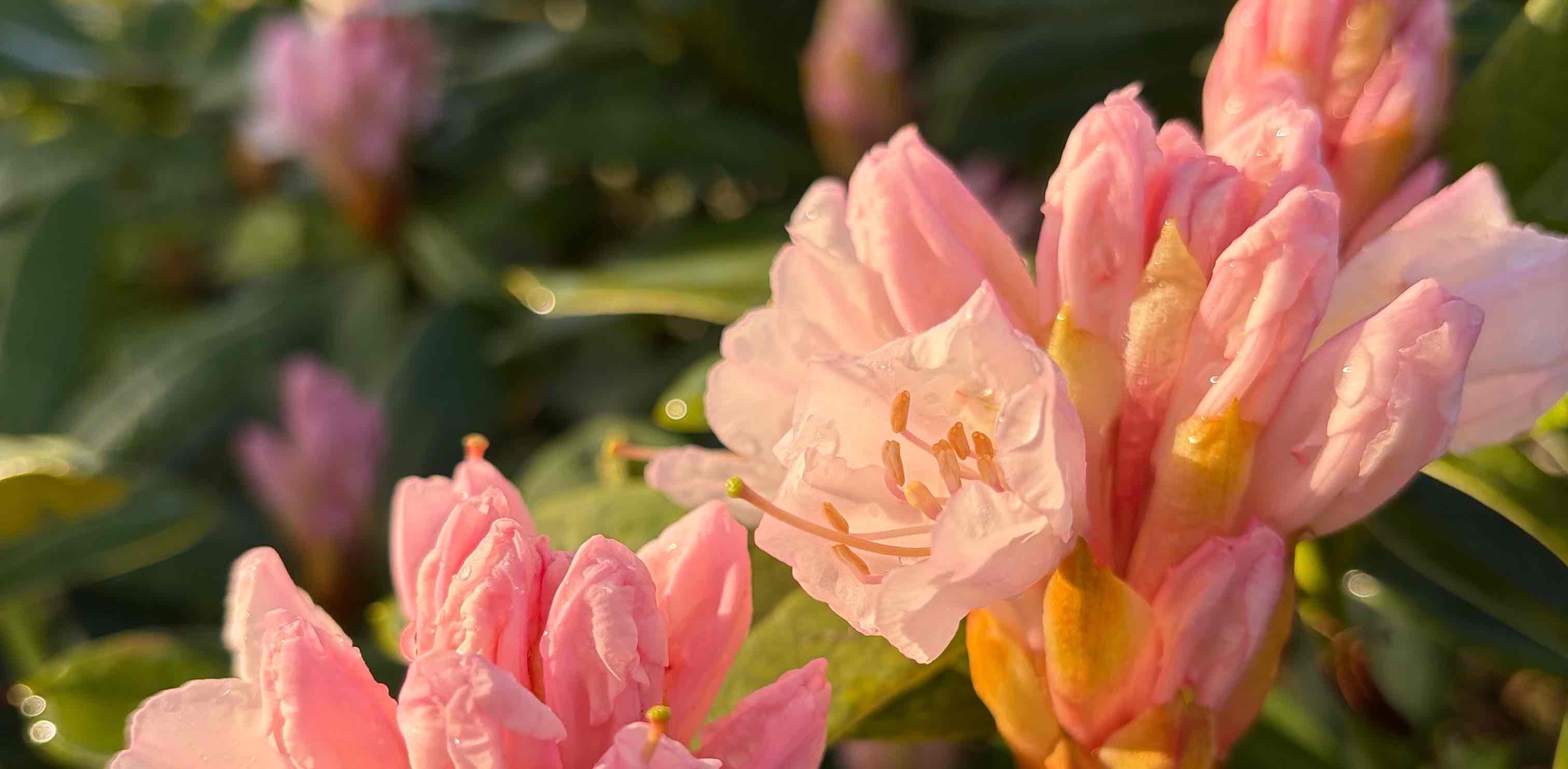 challenge background