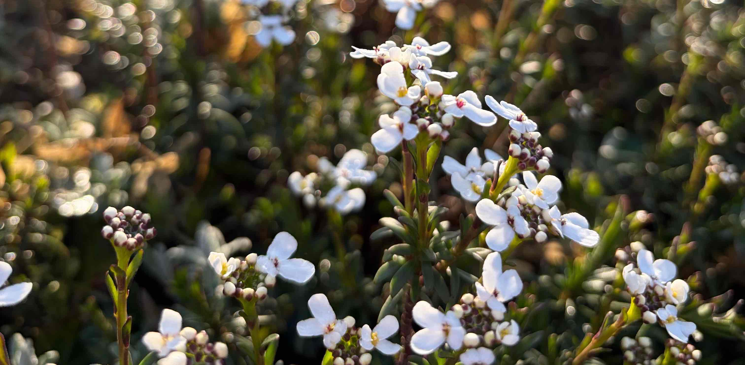 challenge background