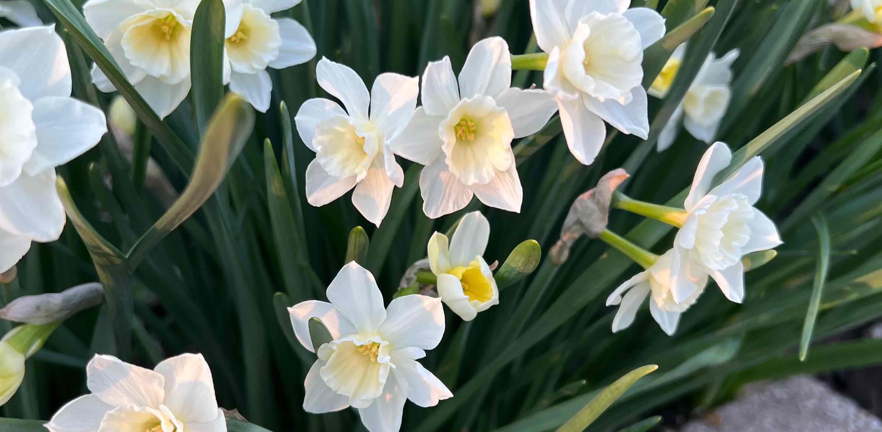 challenge background