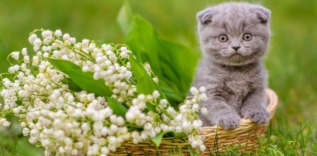 🧚🏻♀️🌱6000🌱 Fête du Muguet🌱🧚🏻♀️ logo