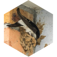 π APRIL SWALLOW π 10 000 π icon