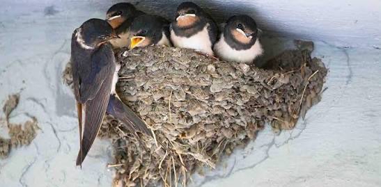 challenge background