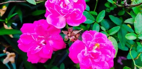 🌸🌸🧚🏻♀️🌸🌸 logo
