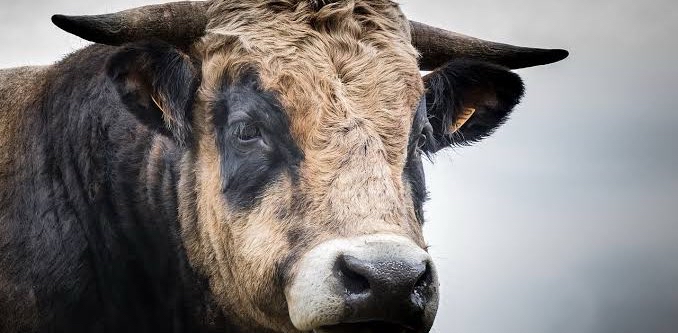 ππΏ BULL πΏπ ππππͺβ¨ logo