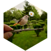 challenge badge