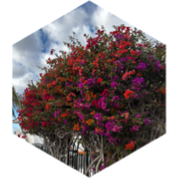challenge badge