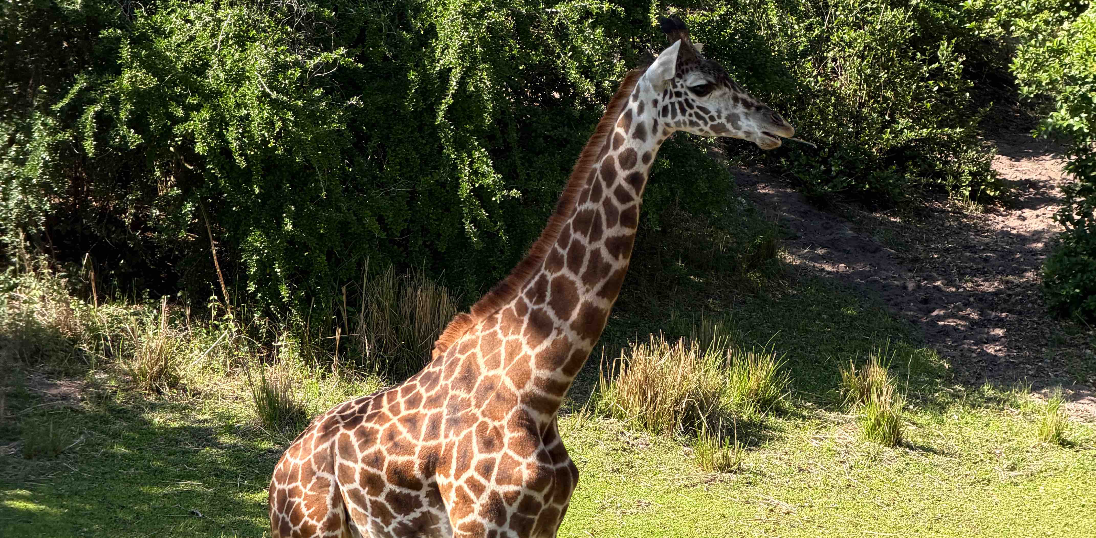 challenge background