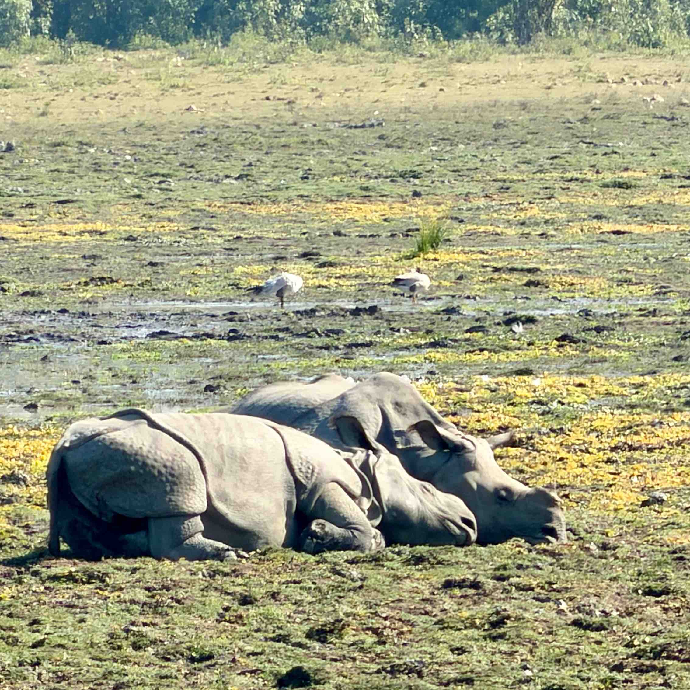 Chalo Chalein 🏃 logo