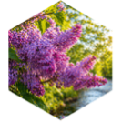 challenge badge